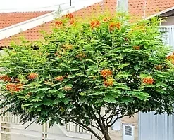 10 Dwarf Poinciana Seeds RED BIRD OF PARADISE, MEXICAN (C. pulcherrima)