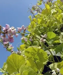 10 Edamame Soy bean Seeds for Planting "Be Sweet" Asian Japanese Vege