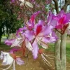 10 Geranium Orchid Tree Flower Seeds (Bauhinia purpurea) FAST-GROWING, MEDICINAL