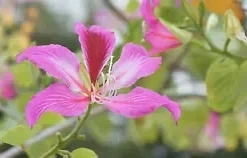 10 Geranium Orchid Tree Flower Seeds (Bauhinia purpurea) FAST-GROWING, MEDICINAL