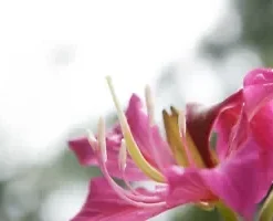 10 Geranium Orchid Tree Flower Seeds (Bauhinia purpurea) FAST-GROWING, MEDICINAL