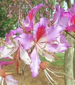 10 Geranium Orchid Tree Flower Seeds (Bauhinia purpurea) FAST-GROWING, MEDICINAL