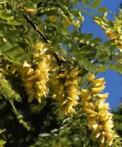 10 Honeylocust Tree Seeds (Gleditsia caspian), FAST GROWING,