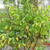 10 Indian Plum Seeds Fast-Growing Edible Fruit Shrub Oso Berry (O. Cerasiformis)