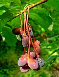 10 Indian Plum Seeds Fast-Growing Edible Fruit Shrub Oso Berry (O. Cerasiformis)
