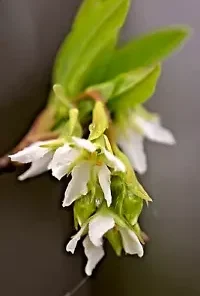 10 Indian Plum Seeds Fast-Growing Edible Fruit Shrub Oso Berry (O. Cerasiformis)