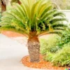 10 Jelly Palm Seeds (Butia capitata), Pindo Palm | Edible Fruit Tree,