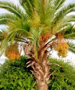 10 Jelly Palm Seeds (Butia capitata), Pindo Palm | Edible Fruit Tree,