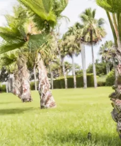 10 Jelly Palm Seeds (Butia capitata), Pindo Palm | Edible Fruit Tree,