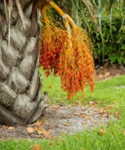 10 Jelly Palm Seeds (Butia capitata), Pindo Palm | Edible Fruit Tree,