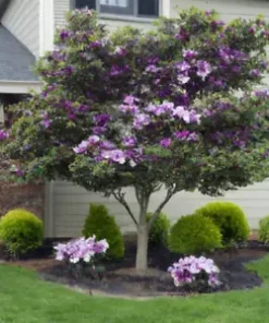 10 Magnolia Lily Seeds (Magnolia liliflora), Pink Flowering Tree