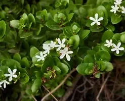 10 Natal Plum Seeds | Edible Fruit Bush Shrub (Carissa grandiflora),