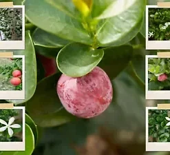 10 Natal Plum Seeds | Edible Fruit Bush Shrub (Carissa grandiflora),