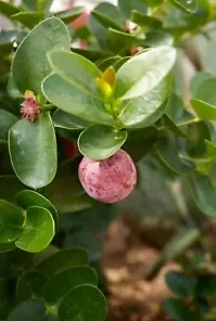 10 Natal Plum Seeds | Edible Fruit Bush Shrub (Carissa grandiflora),