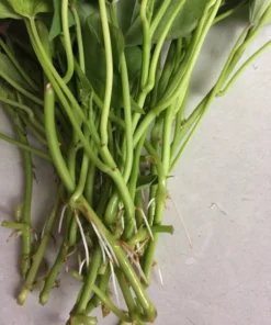 10 Okinawa Purple Sweet Potato Slips -Cuttings - organically grown - Khoai Lang