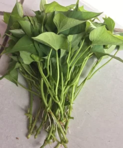 10 Okinawa Purple Sweet Potato Slips -Cuttings - organically grown - Khoai Lang