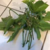 10 Passion Fruit Cuttings 8”-10” long fresh cuttings cut same day ship