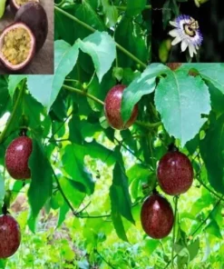 10 Passion Fruit Cuttings 8”-10” long fresh cuttings cut same day ship