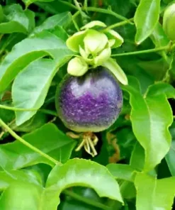 10+ Passion Fruit Seeds | Purple Edulis Passionfruit Vine EDIBLE