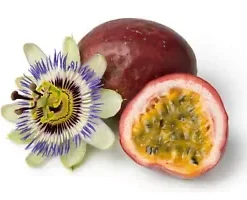 10+ Passion Fruit Seeds | Purple Edulis Passionfruit Vine EDIBLE