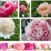 10 Peony Seeds Mix (Paeonia suffruticosa) Tree Bush Flower