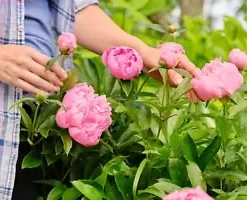 10 Peony Seeds Mix (Paeonia suffruticosa) Tree Bush Flower