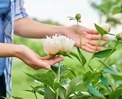 10 Peony Seeds Mix (Paeonia suffruticosa) Tree Bush Flower