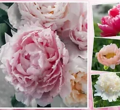 10 Peony Seeds Mix (Paeonia suffruticosa) Tree Bush Flower
