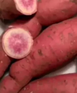 10 Pink Korea Sweet Potato Slips - Cuttings / Radiosa Korea - Khoai Lang