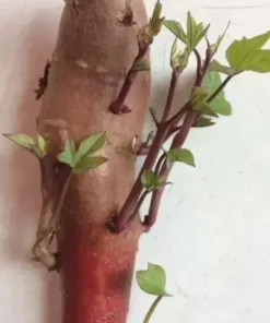 10 Pink Korea Sweet Potato Slips - Cuttings / Radiosa Korea - Khoai Lang