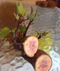 10 Pink Korea Sweet Potato Slips - Cuttings / Radiosa Korea - Khoai Lang