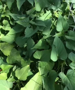 10 Purple Sweet Potato Slips - Cuttings - Okinawa - organically grown