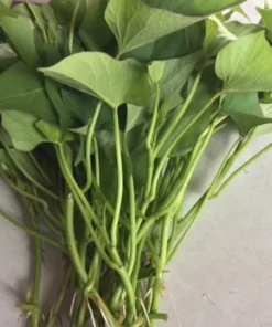 10 Purple Sweet Potato Slips - Cuttings - Okinawa - organically grown