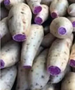 10 Purple Sweet Potato Slips - Cuttings - Okinawa - organically grown