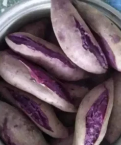 10 Purple Sweet potato Slips - Cuttings Sweet Potato Plants / Khoai Lang Tím