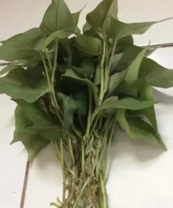 10 Purple Sweet potato Slips - Cuttings Sweet Potato Plants / Khoai Lang Tím