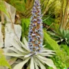 10 Puya alpestris Planting Seed, Sapphire Tower - Rare and Exotic Tropical Plant