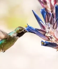 10 Puya alpestris Planting Seed, Sapphire Tower - Rare and Exotic Tropical Plant