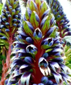 10 Puya alpestris Planting Seed, Sapphire Tower - Rare and Exotic Tropical Plant