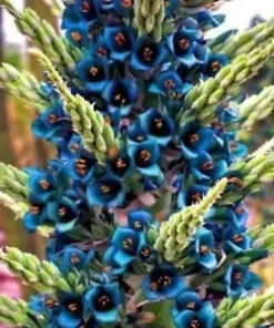 10 Puya alpestris Planting Seed, Sapphire Tower - Rare and Exotic Tropical Plant