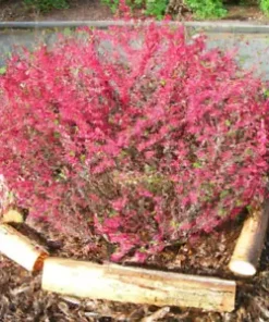 10 Red Flowering Currant Shrub Seeds (Ribes sanguineum) Ornamental Hedge Bush