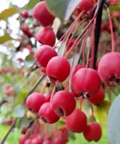 10 Robusto Red APPLE SEEDS (Malus x robusta) Fast Edible Crab-Apple Fruit Tree