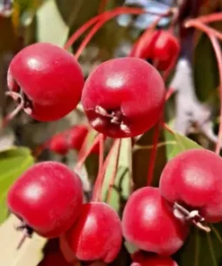 10 Robusto Red APPLE SEEDS (Malus x robusta) Fast Edible Crab-Apple Fruit Tree