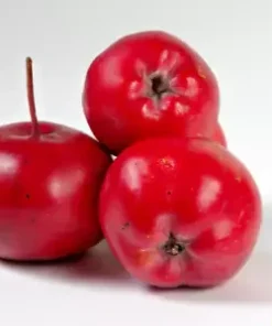 10 Robusto Red APPLE SEEDS (Malus x robusta) Fast Edible Crab-Apple Fruit Tree