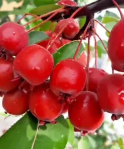 10 Robusto Red APPLE SEEDS (Malus x robusta) Fast Edible Crab-Apple Fruit Tree