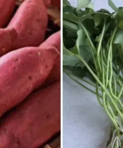 10 Sweet potato Cuttings/ Red Japanese - organically grown -ready To Plant