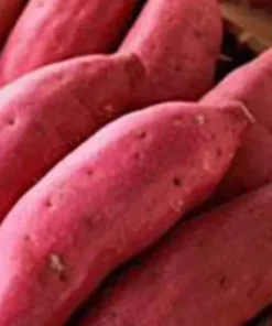 10 Sweet potato Cuttings/ Red Japanese - organically grown -ready To Plant