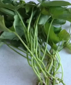 10 Sweet potato Cuttings/ Red Japanese - organically grown -ready To Plant