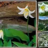 10 WHITE AVALANCHE LILY SEEDS (Erythronium Montanum), Perennial Flower Seeds