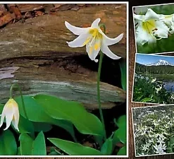 10 WHITE AVALANCHE LILY SEEDS (Erythronium Montanum), Perennial Flower Seeds